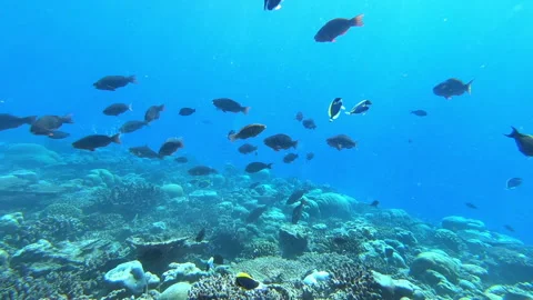 School of tuna fish on blue background of sea underwater in search of food. Slow Stock-Footage 144911109