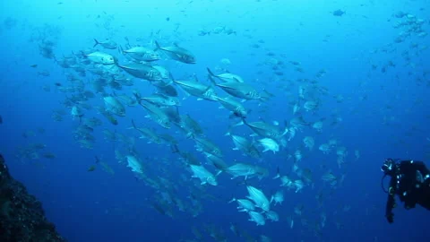 School of tuna fish on blue background of sea underwater in search of food. Видео 149577309