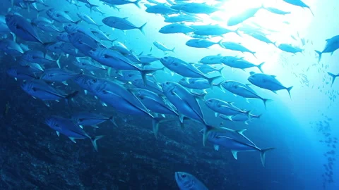 School of tuna fish on blue background of sea underwater in search of food. Video stock 149577449