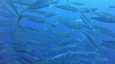 School of tuna fish on blue background of ocean sea underwater in search of food Stock Footage