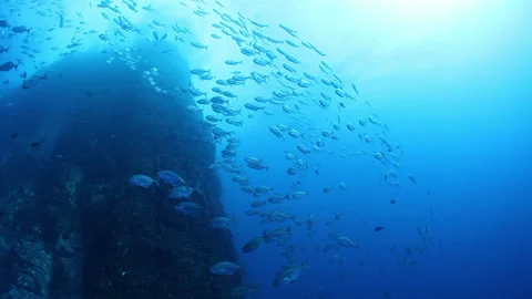 School of tuna fish on blue background of sea underwater in search of food. Stock Footage 154981919