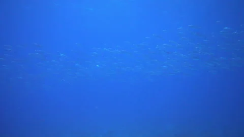School of tuna fish on blue background of sea underwater in search of food. Video stock 155155092