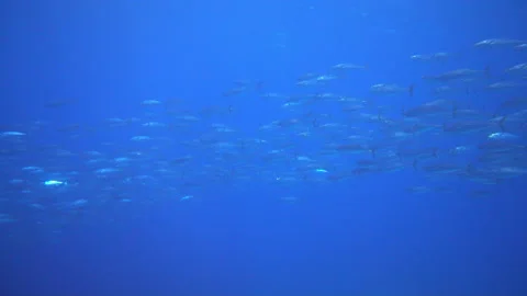 School of tuna fish on blue background of sea underwater in search of food. 스톡 동영상 155155152