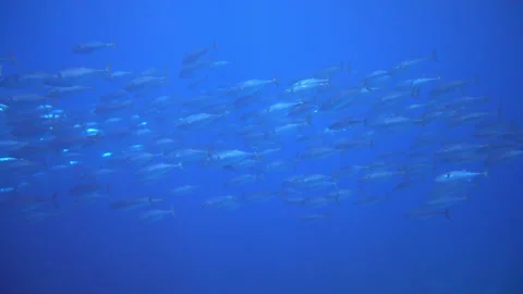 School of tuna fish on blue background of sea underwater in search of food. Video stock 155155194