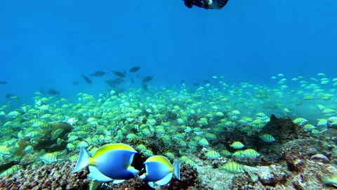 School of tuna fish on blue background of sea underwater in search of food. Video stock 155155200