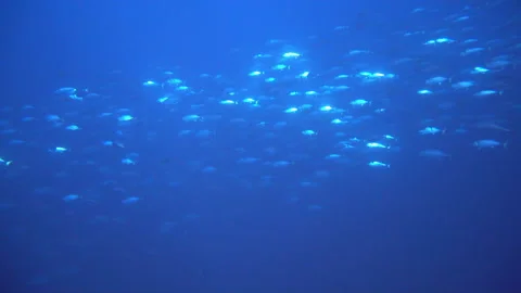 School of tuna fish on blue background of sea underwater in search of food. 스톡 동영상 155155316