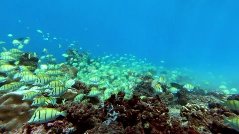 School of tuna fish on blue background of sea underwater in search of food. Video stock 155155485