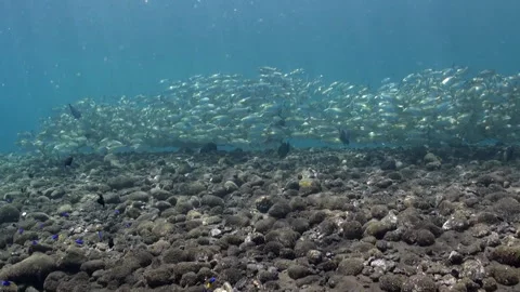 Close up, Two Caught Freshwater Small Fi, Stock Video