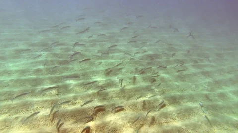 School of tuna fish underwater Video stock 94852080
