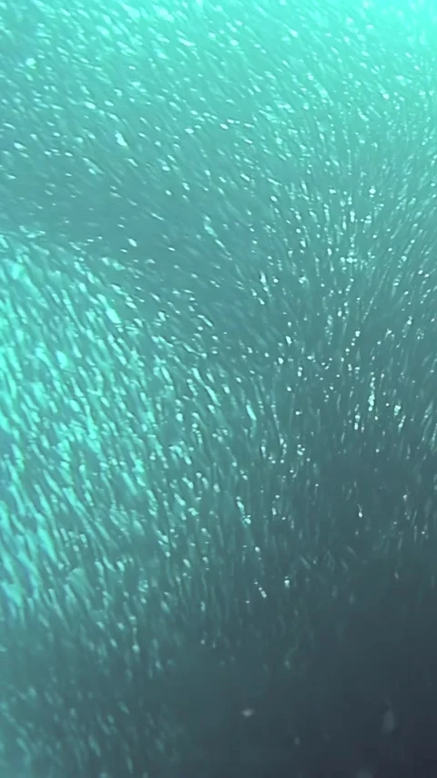 A school of tuna glides through the turquoise waters of the Philippines Stock Footage 320385804