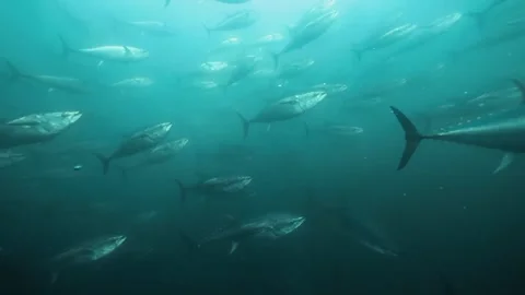 A school of tuna in the ocean Stock Footage 320331578