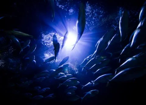 School of tuna swimming through a beam of light underwater Stock Photos
