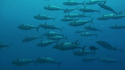 A school of tunas Stock Footage