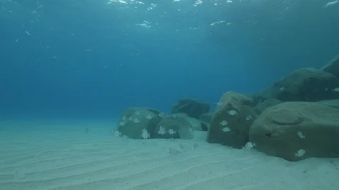 School of two-banded sea bream near the rocky formation, Mediterranean sea,Italy Stock Footage 111716103
