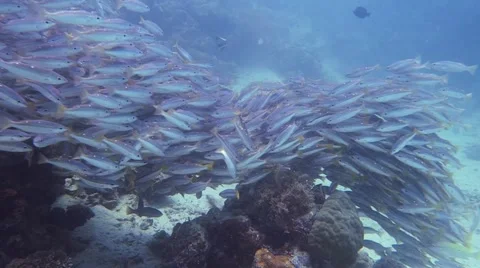 The school of two-spot red snapper (lutjanus boyar) 動画素材 62013966