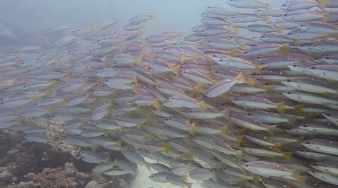 The school of two-spot red snapper (lutjanus boyar) Stock Footage 62013981
