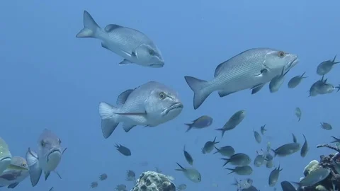 School of two-spot red snapper, lutjanus bohar and a  blubberlip snappers, Raja Stock Footage 80664462