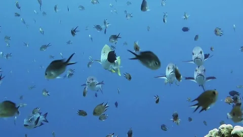 School of two-spot red snapper, lutjanus bohar and a  blubberlip snappers, Raja Stock Footage 80664464