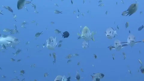 School of two-spot red snapper, lutjanus bohar and a  blubberlip snappers, Raja Stock Footage 80665387