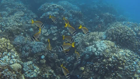 School of twobar seabream fish underwater. Doublebar bream. Red sea Video stock 298965211