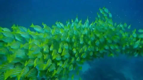 School of underwater fish Stock Footage 242569899