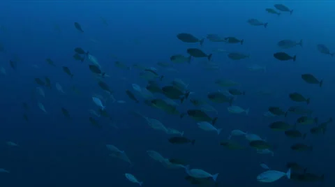 School of Unicornfish 4k Stock Footage 62596361