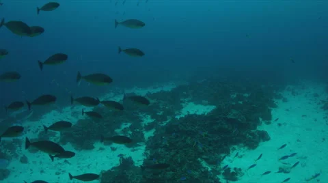 School of Unicornfish 4k Stock Footage 62597326
