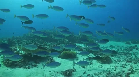 School of Unicornfish Stock Footage 51128657