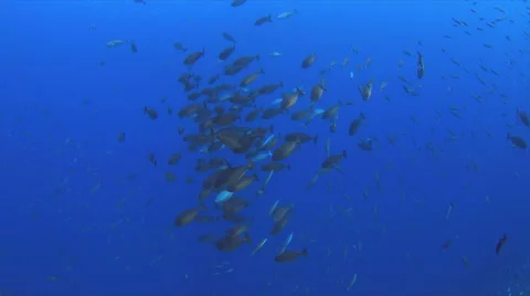 School of Unicornfish Stock Footage 51586347