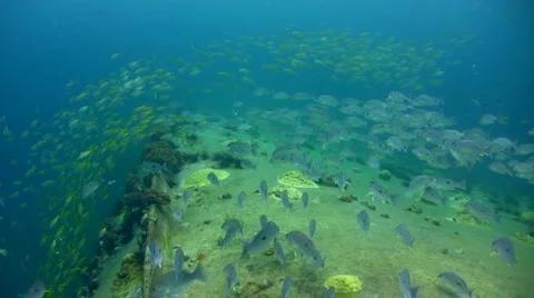 School of various snappers on top of Sugar Wreck, Perhentian Island 2 스톡 동영상 6930022