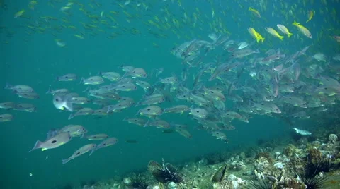 School of various snappers on top of Sugar Wreck, Perhentian Island Stock Footage 6930024
