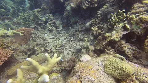 A school of vertically swimming razor fish Stock Footage 155002239