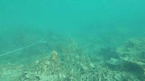 A school of vertically swimming razor fish in green water Stock Footage 155002697