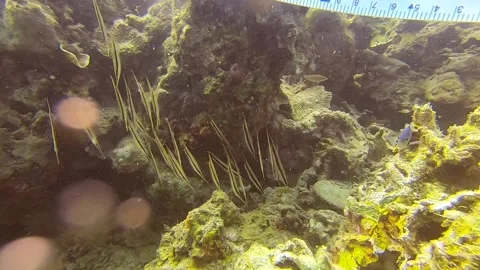 A school of vertically swimming razor fish Stock Footage 155003038