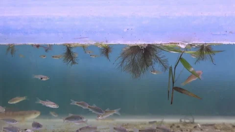 A school of wader pari fish (Rasbora lateristriata) swimming together Stock-Footage 331170515