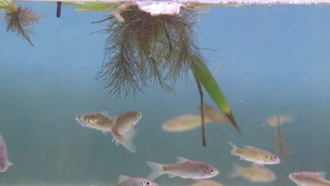 A school of wader pari fish (Rasbora lateristriata) swimming together 動画素材 331170517