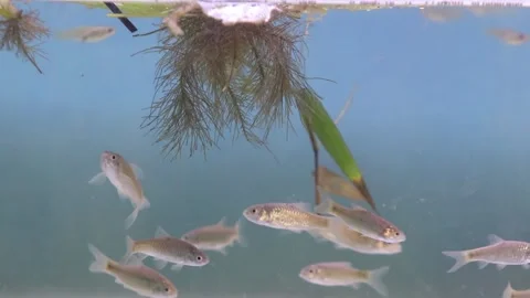 A school of wader pari fish (Rasbora lateristriata) swimming together 動画素材 331170524