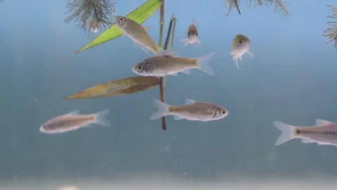 A school of wader pari fish (Rasbora lateristriata) swimming together Stock-Footage 331170528