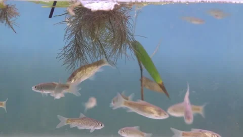 A school of wader pari fish (Rasbora lateristriata) swimming together 動画素材 331170529