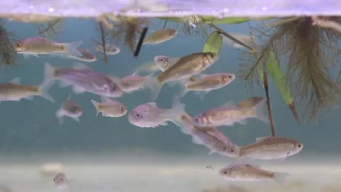 A school of wader pari fish (Rasbora lateristriata) swimming together 動画素材 331170530