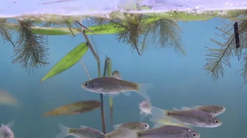 A school of wader pari fish (Rasbora lateristriata) swimming together 動画素材 331170535