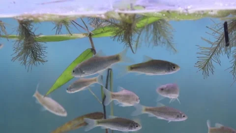 A school of wader pari fish (Rasbora lateristriata) swimming together Stock-Footage 331170539