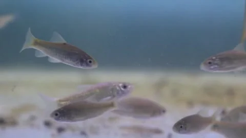A school of wader pari fish (Rasbora lateristriata) swimming together Stock-Footage 331170546