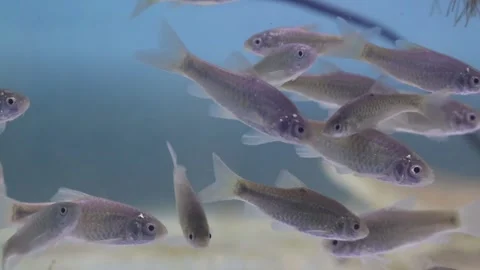 A school of wader pari fish (Rasbora lateristriata) swimming together Stock-Footage 331170566