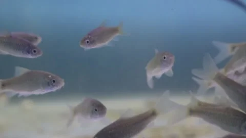 A school of wader pari fish (Rasbora lateristriata) swimming together Stock-Footage 331170568