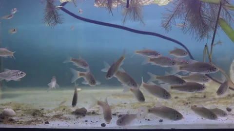 A school of wader pari fish (Rasbora lateristriata) swimming together Stock-Footage 331170581