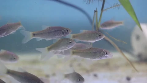 A school of wader pari fish (Rasbora lateristriata) swimming together Stock-Footage 331170587