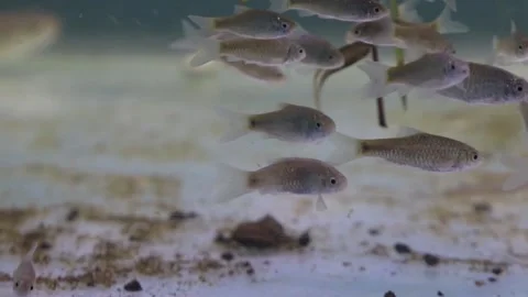 A school of wader pari fish (Rasbora lateristriata) swimming together Stock-Footage 331170588