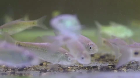 A school of wader pari fish (Rasbora lateristriata) swimming together Stock-Footage 331170593