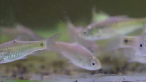 A school of wader pari fish (Rasbora lateristriata) swimming together Stock-Footage 331170620